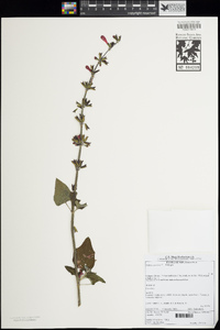 Salvia coccinea image