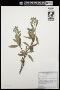 Eriodictyon crassifolium var. nigrescens image