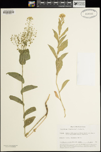 Lepidium draba image