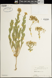 Lepidium draba image