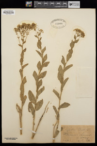 Lepidium draba image