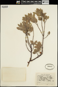 Arctostaphylos pungens image