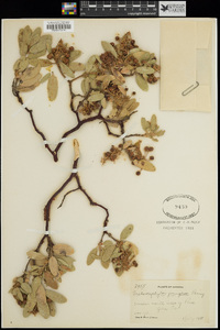 Arctostaphylos pringlei image