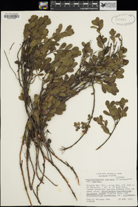 Arctostaphylos uva-ursi subsp. uva-ursi image