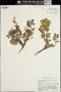 Arctostaphylos uva-ursi subsp. uva-ursi image