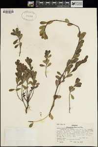 Arctostaphylos uva-ursi image