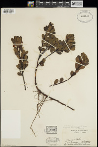 Arctostaphylos uva-ursi image