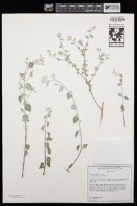 Brickellia nevinii image