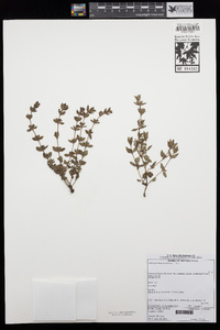 Image of Anthospermum herbaceum