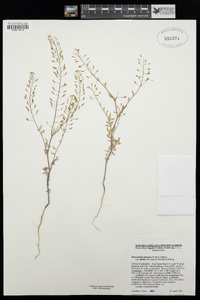 Descurainia pinnata subsp. glabra image