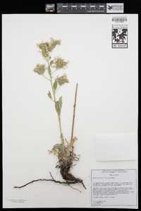 Phacelia hastata var. hastata image