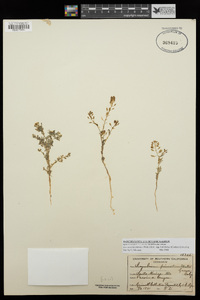 Descurainia pinnata subsp. halictorum image