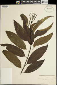 Oxydendrum arboreum image