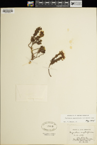 Phyllodoce empetriformis image