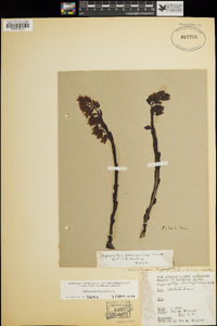 Monotropa hypopitys image