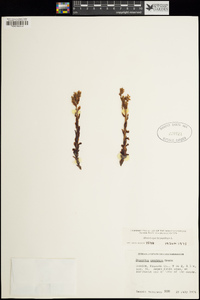 Hypopitys monotropa image