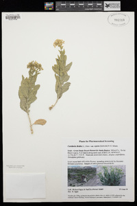 Lepidium draba image