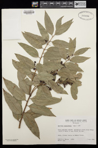 Agarista populifolia image