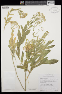 Lepidium chalepense image