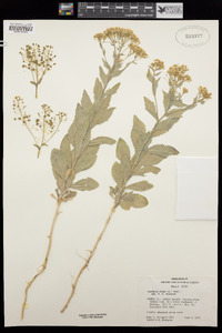 Lepidium draba image