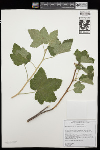 Ribes malvaceum var. viridifolium image