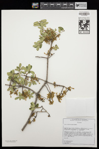 Quercus berberidifolia image