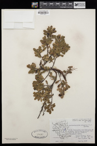 Arctostaphylos uva-ursi image