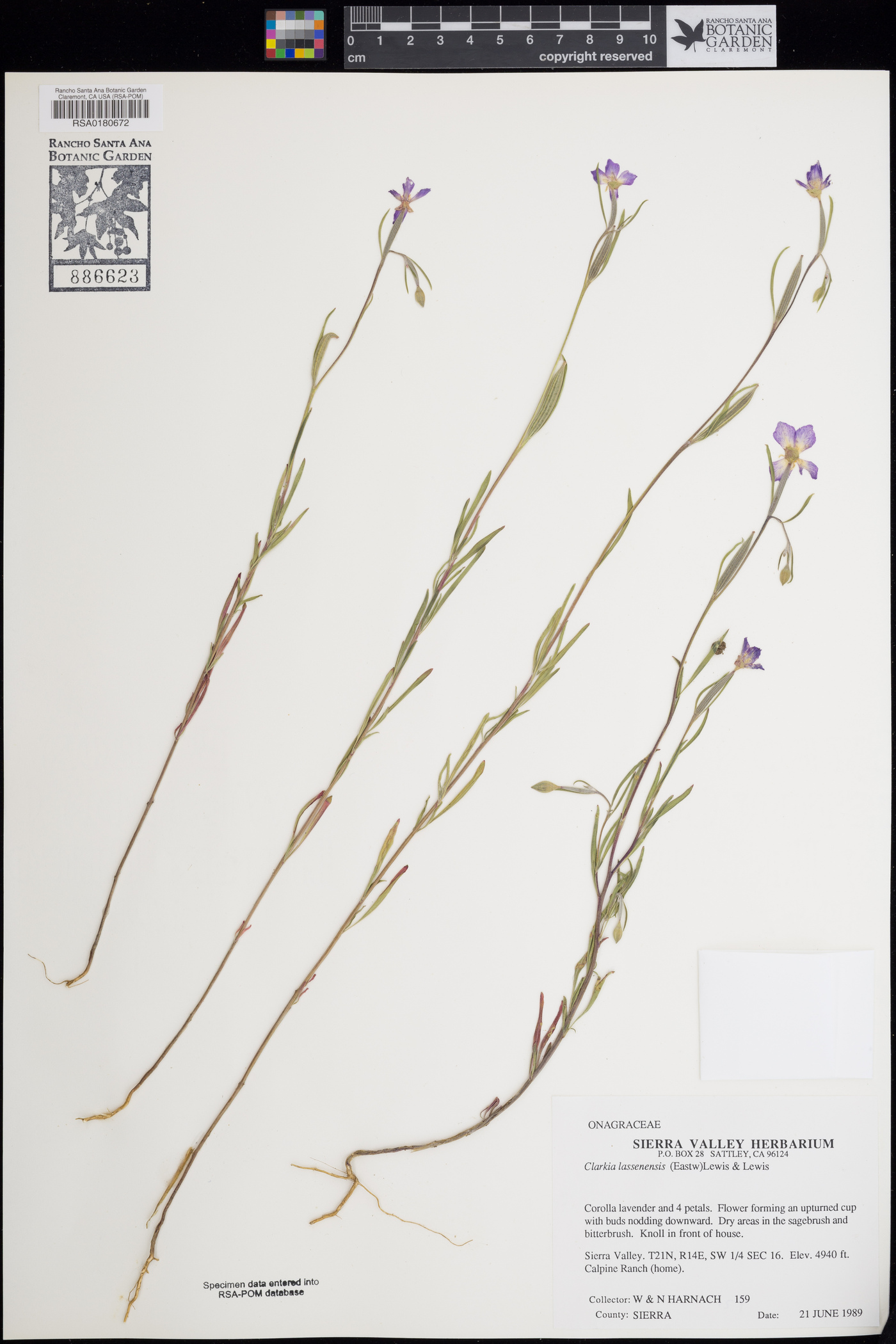 Clarkia lassenensis image