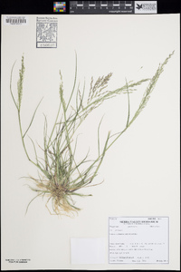 Eragrostis pectinacea var. pectinacea image