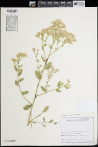 Lepidium latifolium image