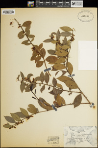 Lyonia lucida image