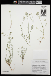 Cryptantha utahensis image