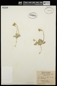 Dithyrea californica image