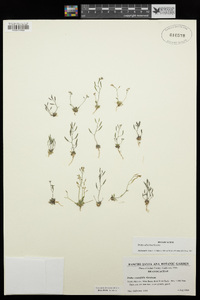 Draba albertina image