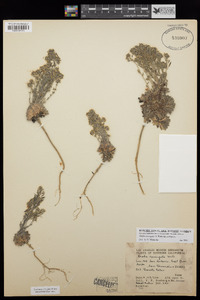 Draba corrugata image