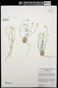 Draba corrugata image