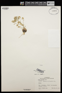 Draba corrugata image