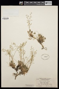 Draba cruciata image