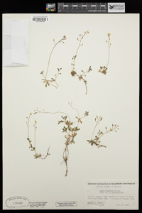 Draba cruciata image