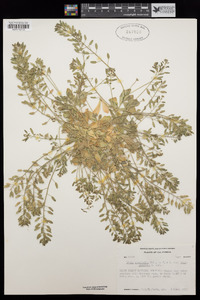 Draba cuneifolia var. integrifolia image