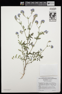 Phacelia distans image