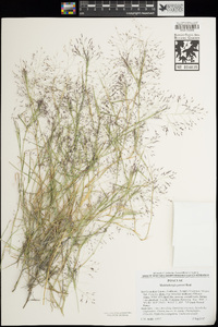 Muhlenbergia porteri image