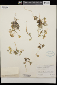 Draba howellii image