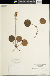 Pyrola americana image