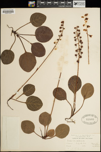 Pyrola rotundifolia image