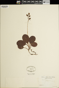 Pyrola elliptica image