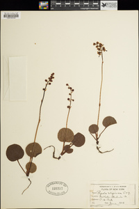 Pyrola asarifolia subsp. asarifolia image