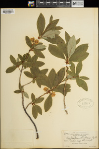 Rhododendron albiflorum image