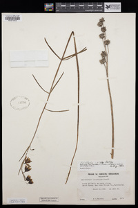 Fritillaria ojaiensis image