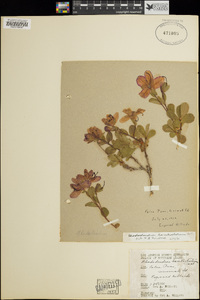 Rhododendron camtschaticum image